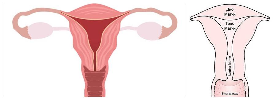 Шейка матки рисунок